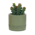 Sukulents zaļā podā